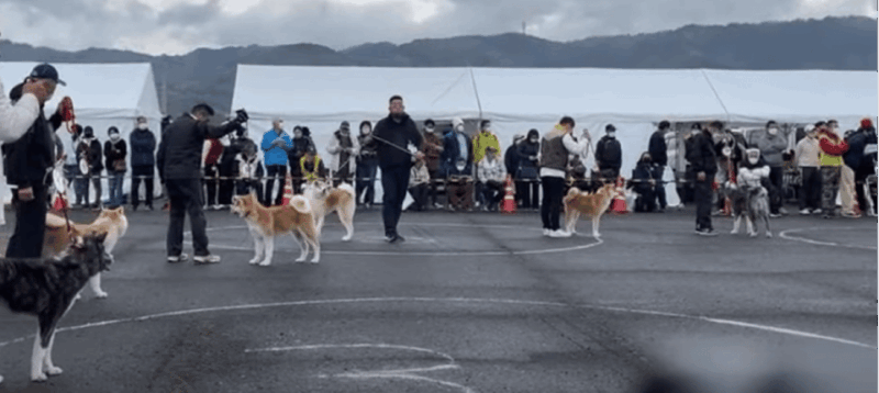 may-2025-akita-dog-day-meet-akita-dogs-in-akita
