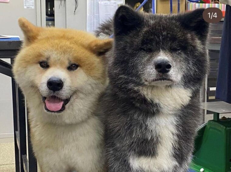 may-2025-akita-dog-day-meet-akita-dogs-in-akita