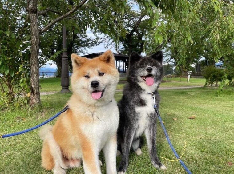 may-2025-akita-dog-day-meet-akita-dogs-in-akita