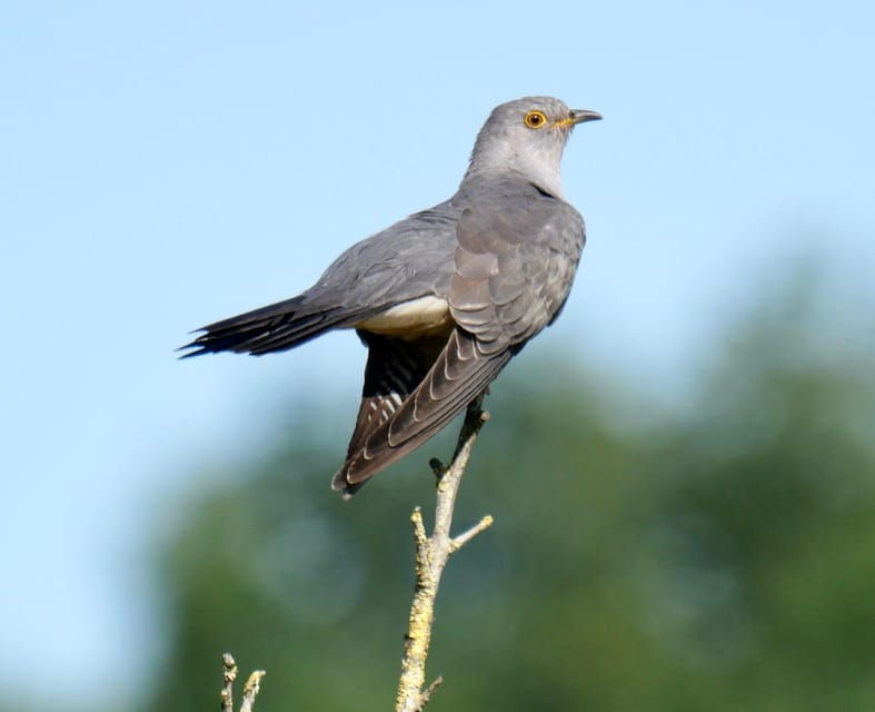 may-2025-denmark-birding-tour-with-skagen-fuglefestival