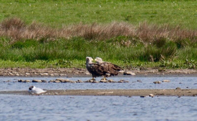 may-2025-denmark-birding-tour-with-skagen-fuglefestival