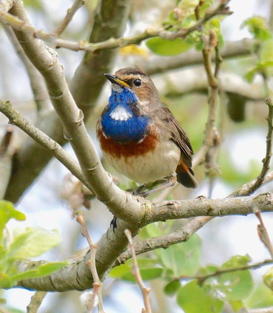 may-2025-denmark-birding-tour-with-skagen-fuglefestival