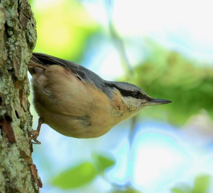 may-2025-denmark-birding-tour-with-skagen-fuglefestival