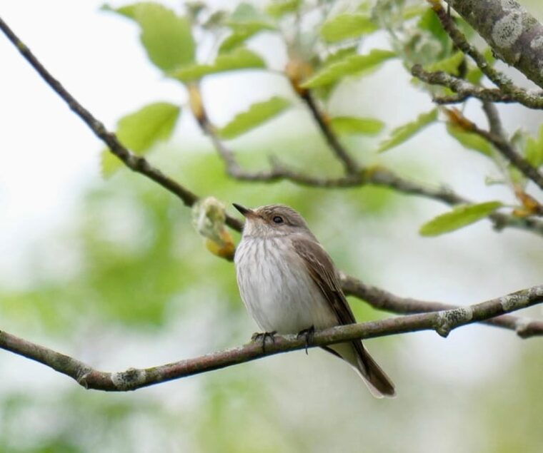 may-2025-denmark-birding-tour-with-skagen-fuglefestival