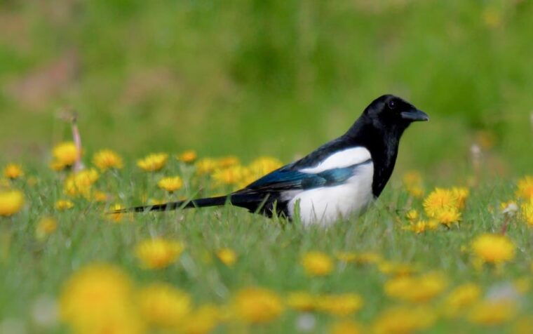 may-2025-denmark-birding-tour-with-skagen-fuglefestival