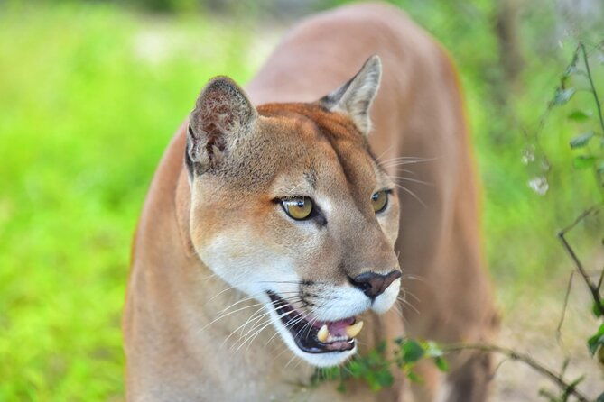 maya-culture-and-history-secluded-island-and-animal-rescue-center-at-maya-key