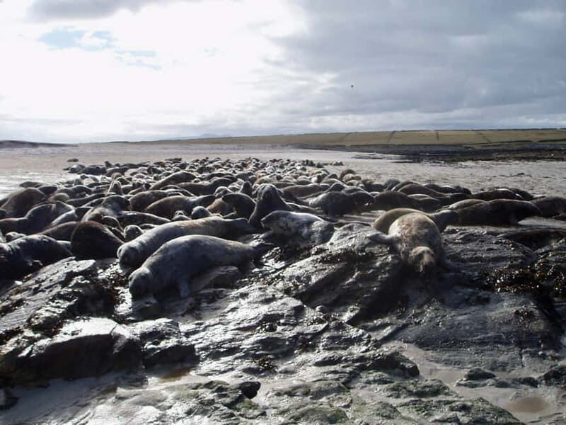 Mayo: Inishkea Island Boat Tour - FAQs