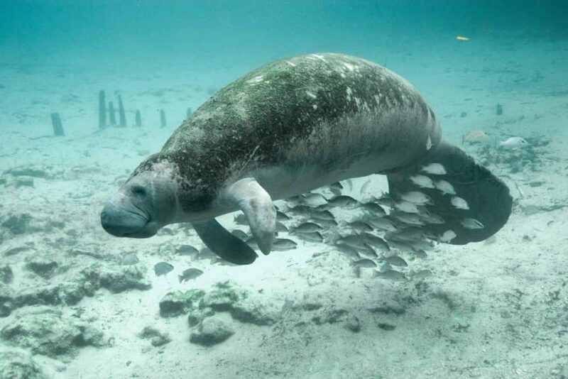 Mayotte: 6-Day Grand Comore Adventure - FAQ