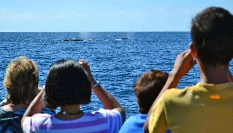 Mazatlán: Whale-Watching Boat Tour with Marine Biologist - Key Points