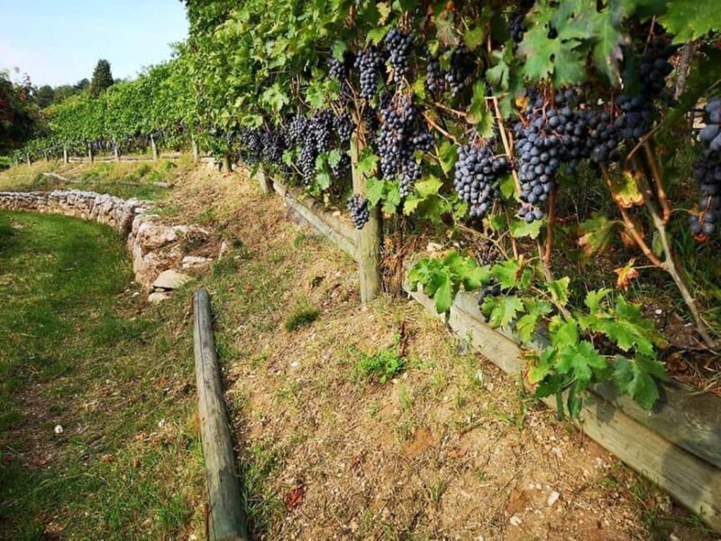Mazzurega: Winery Tour with Tasting and Food Pairing - What Is the Mazzurega Winery Tour?