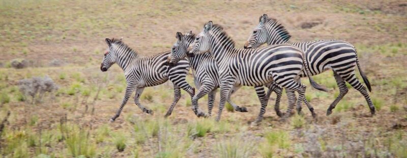 Mbeya: Kitulo National Park 2-Day Itinerary - A Deep Dive into the Kitulo National Park 2-Day Experience