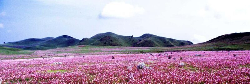 Mbeya: Kitulo National Park 2-Day Itinerary - Who Will Love This Tour?  