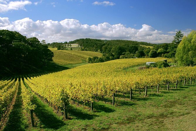 McLaren Vale and Glenelg Wine Tasting and Sightseeing (Half-day Afternoon) - Practical Considerations