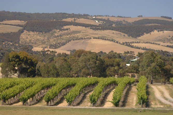 McLaren Vale and Glenelg Wine Tasting and Sightseeing (Half-day Afternoon) - FAQ