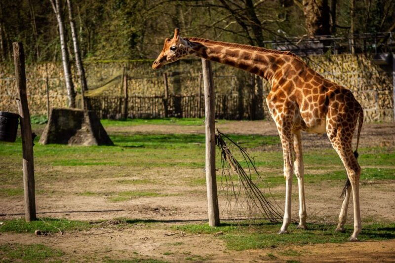 mechelen-planckendael-zoo-entry-ticket
