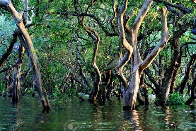 Mechrey Floating Village Tour & Mangrove from Siem Reap - The Sum Up