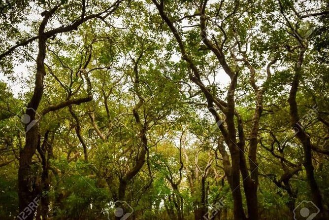 Mechrey Floating Village Tour & Mangrove from Siem Reap - FAQ