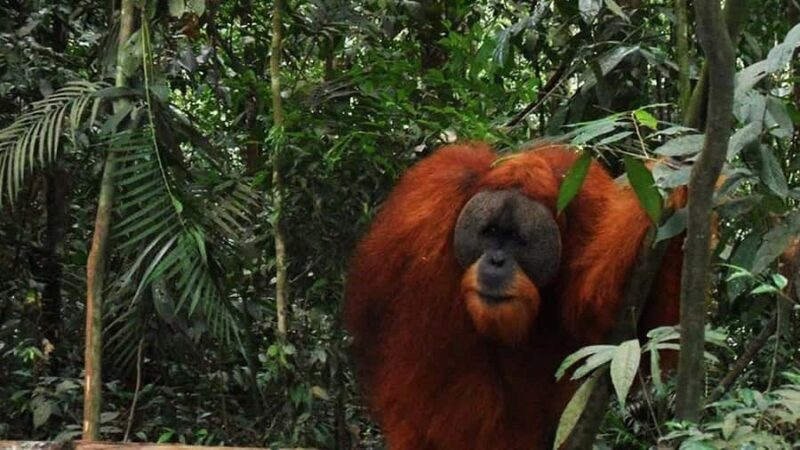 Medan: 3-Day Bukit Lawang Orangutan Tour Package - Introduction to the Tour Experience