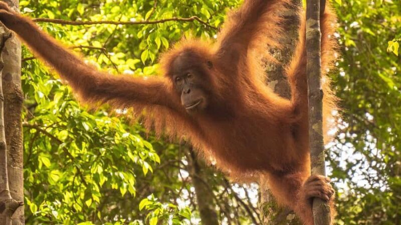Medan: 3-Day Bukit Lawang Orangutan Tour Package - Final Thoughts