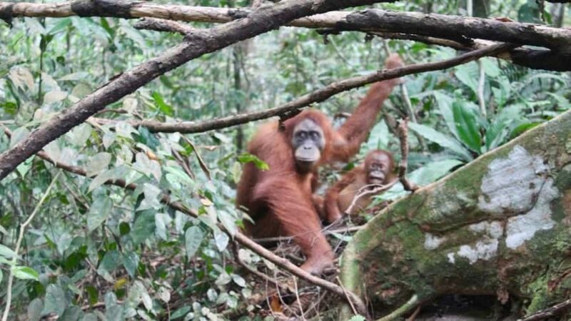 Medan: 3-Day Bukit Lawang Orangutan Tour Package - Frequently Asked Questions