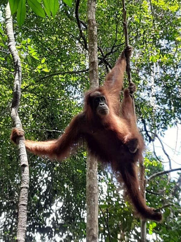 Medan: 7-Day Bukit Lawang Orangutan Exploration Package - An In-Depth Look at the 7-Day Bukit Lawang Orangutan Exploration