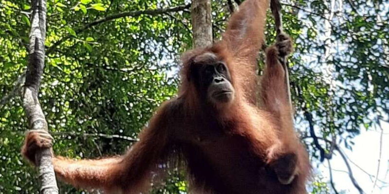 medan-7-day-bukit-lawang-orangutan-exploration-package