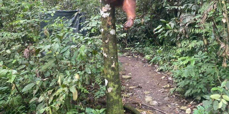 medan-7-day-bukit-lawang-orangutan-exploration-package