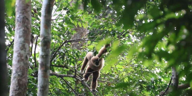 medan-7-day-bukit-lawang-orangutan-exploration-package