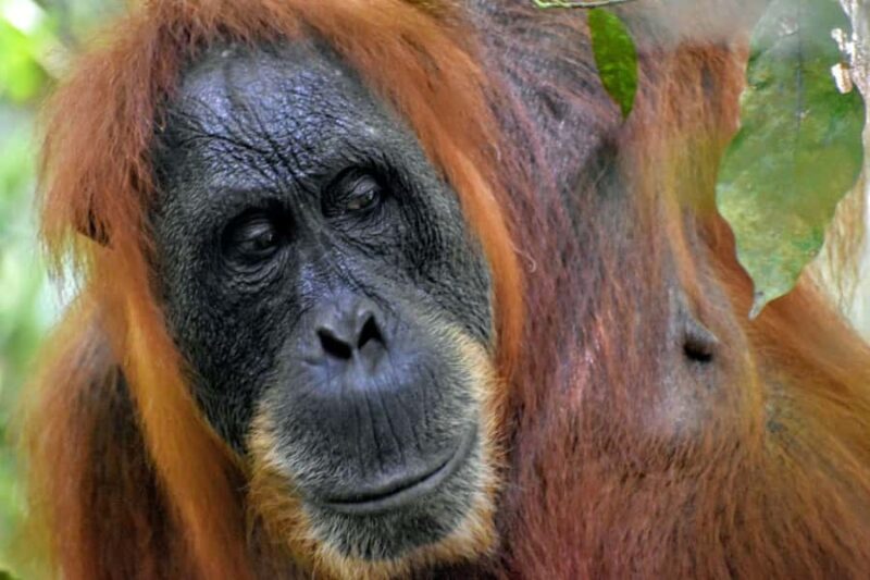 Medan: Bukit Lawang & Berastagi 5-Day Adventure Tour - Exploring the 5-Day Itinerary