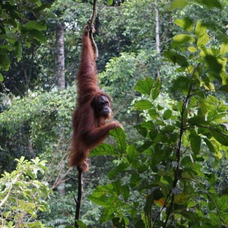 medan-bukit-lawang-berastagi-lake-toba-tour-with-hotel