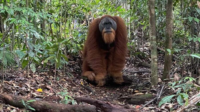 Medan: Bukit Lawang Orangutan Tour - Introduction: Why the Bukit Lawang Orangutan Tour Stands Out