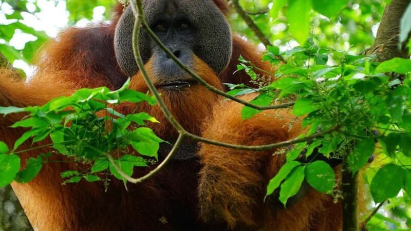 Medan: Bukit Lawang Orangutan Tour - The Experience in Detail: What It Means for You