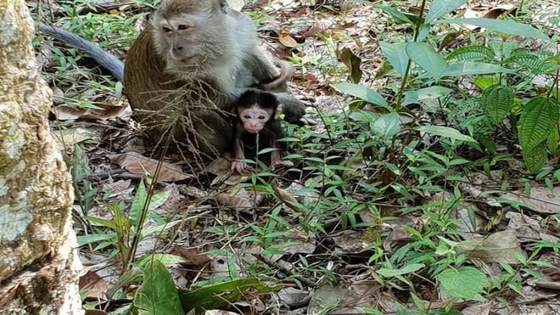 Medan: Bukit Lawang Orangutan Tour - Pricing & Value: Is It Worth It?