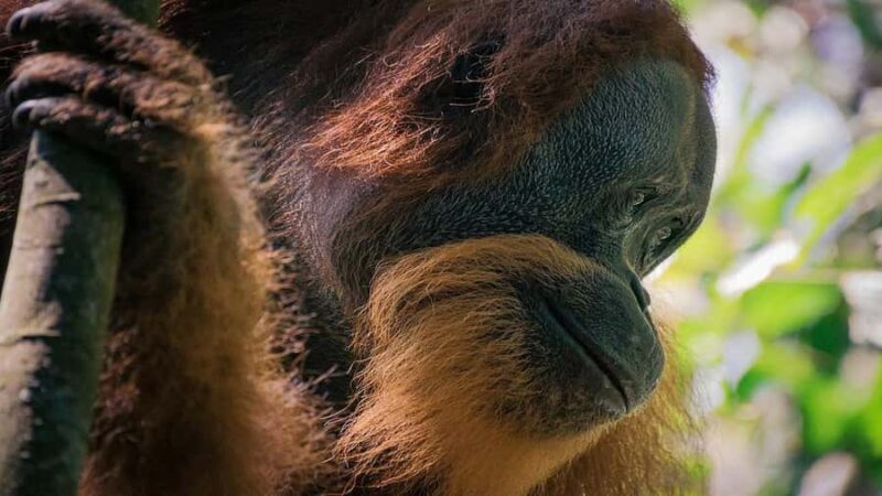 Medan: Bukit Lawang Orangutan Tour - Who It’s Best for