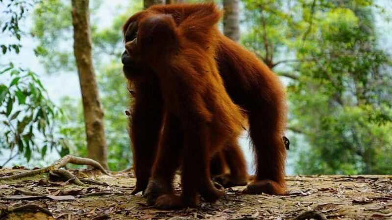 Medan: Discover the Best of Sumatra Day Trip! - Waterfalls and Scenic Highlights