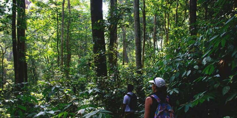 medan-in-the-jungle-of-mount-leuser-national-park-day-trip