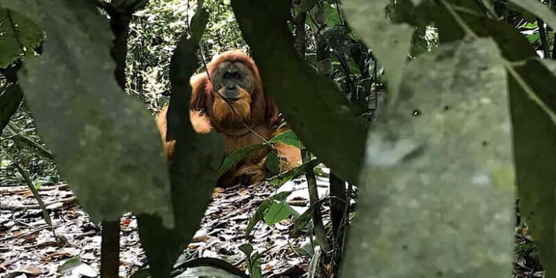 medan-in-the-jungle-of-mount-leuser-national-park-day-trip