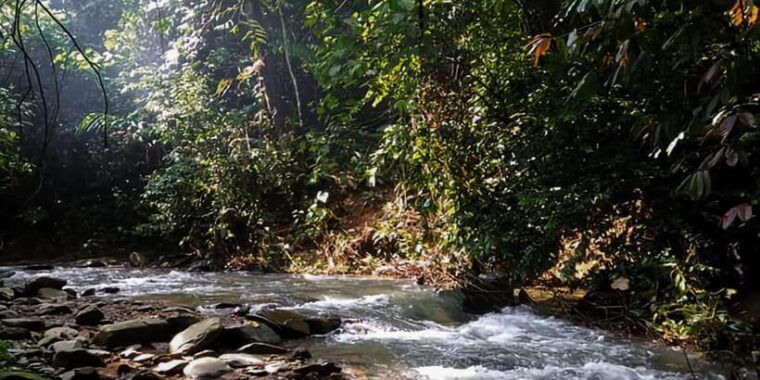 medan-in-the-jungle-of-mount-leuser-national-park-day-trip