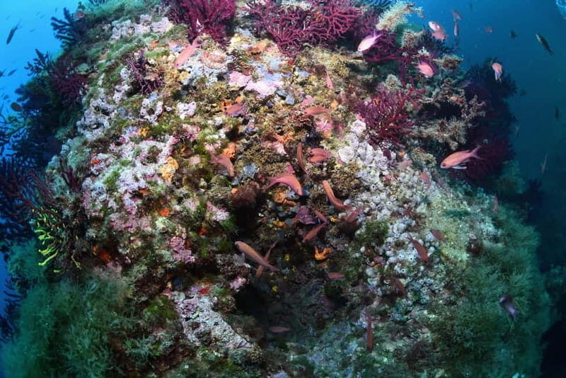Medes Islands: Snorkeling at the beautiful Nature Park - A Closer Look at the Snorkeling Tour