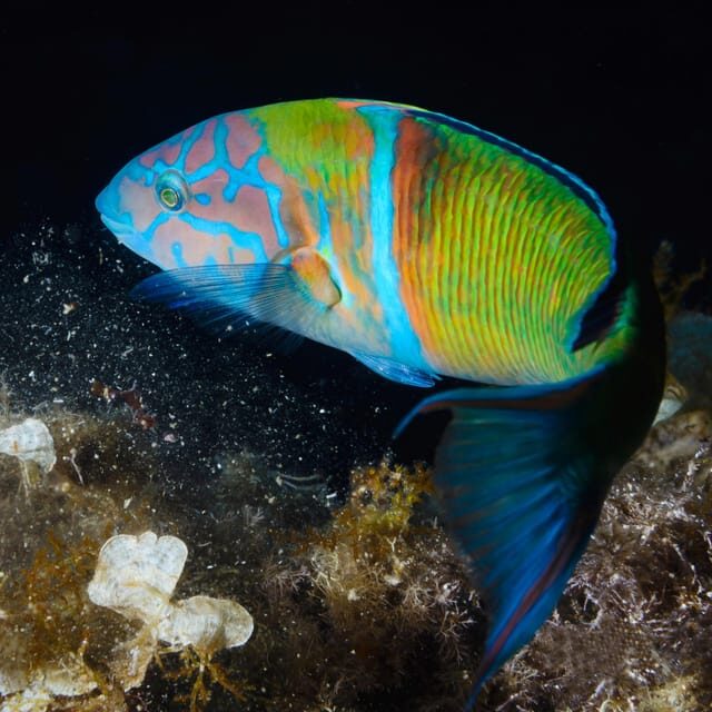 Medes Islands: Snorkeling at the beautiful Nature Park - The Sum Up