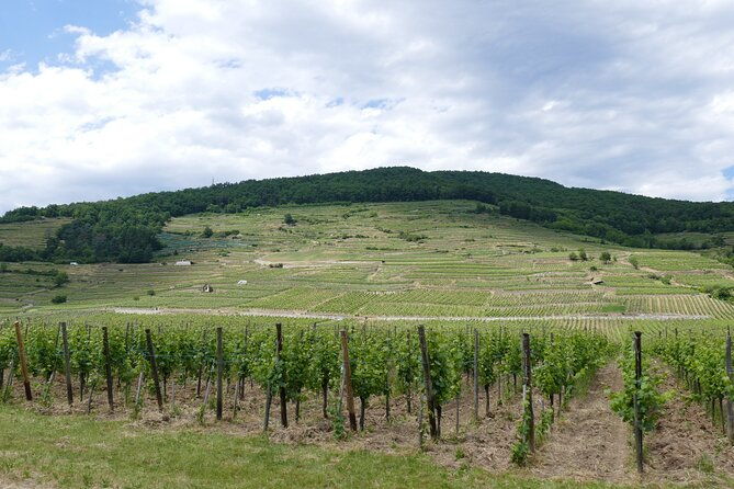 medieval-alsace-and-wine-tasting-from-colmar-2