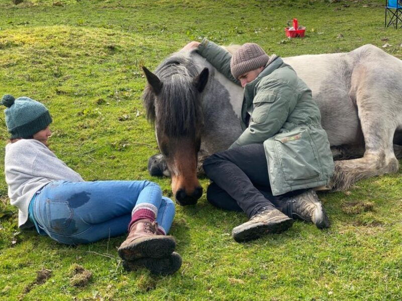meditate-with-horses