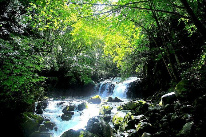 meditation-experience-in-nature-with-primeval-forest-and-springs