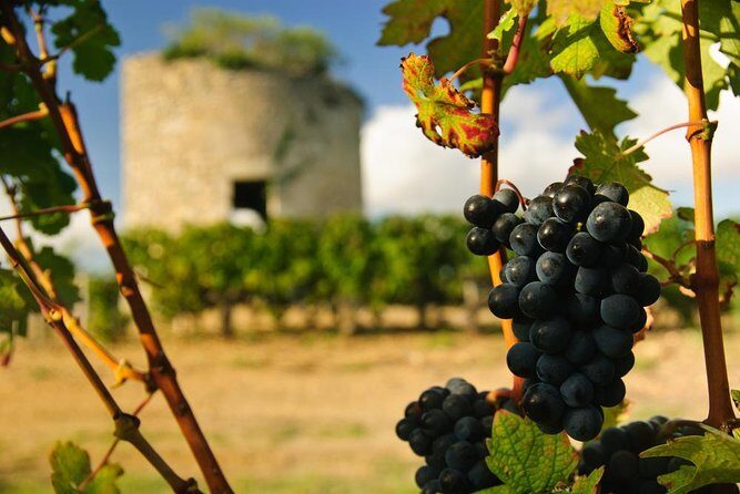 Médoc Region Half-Day Wine Tour with Winery Visit & Tastings from Bordeaux - Introduction