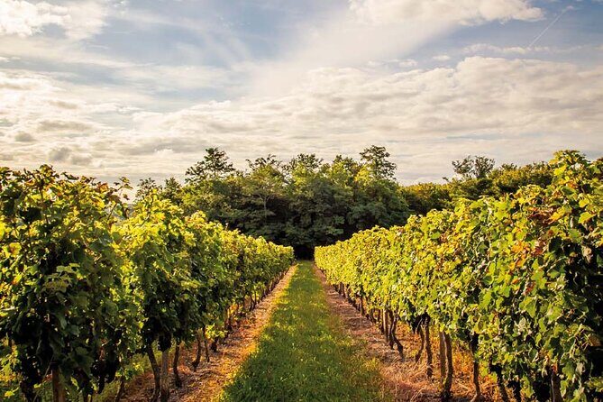 Médoc Region Half-Day Wine Tour with Winery Visit & Tastings from Bordeaux - Authentic Experiences You’ll Remember