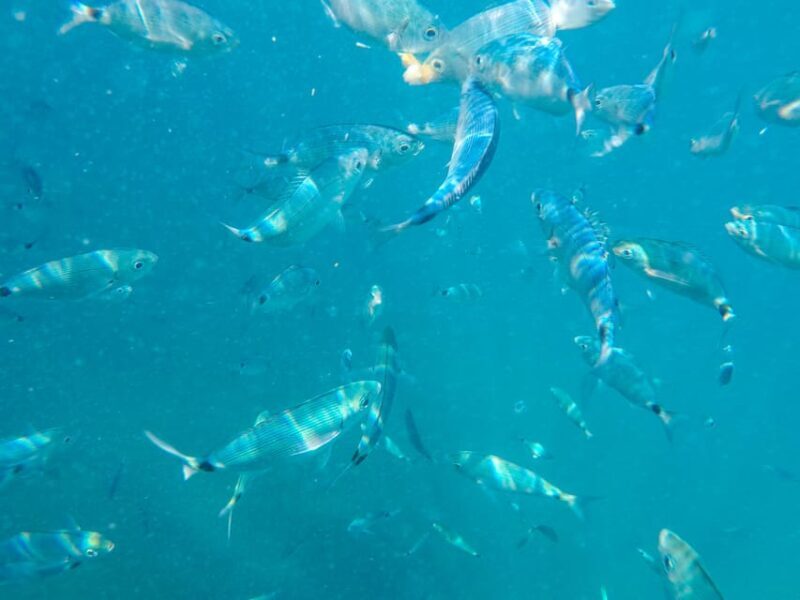Medulin: Glass Boat Tour Experience to Kamenjak - Weather and Safety Considerations
