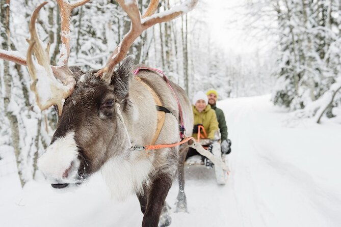 meet-santa-claus-santas-reindeer-ride-greet-huskies