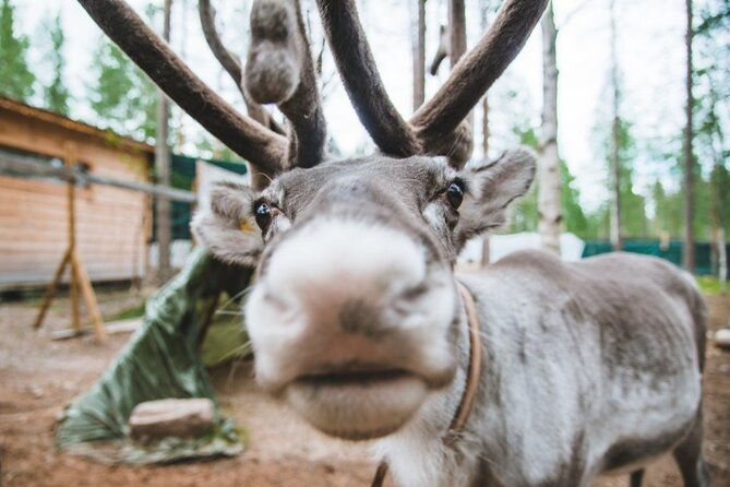 meet-santa-claus-santas-reindeer-ride-greet-huskies