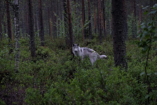meet-taivas-the-arctic-wolves-private-tour-2