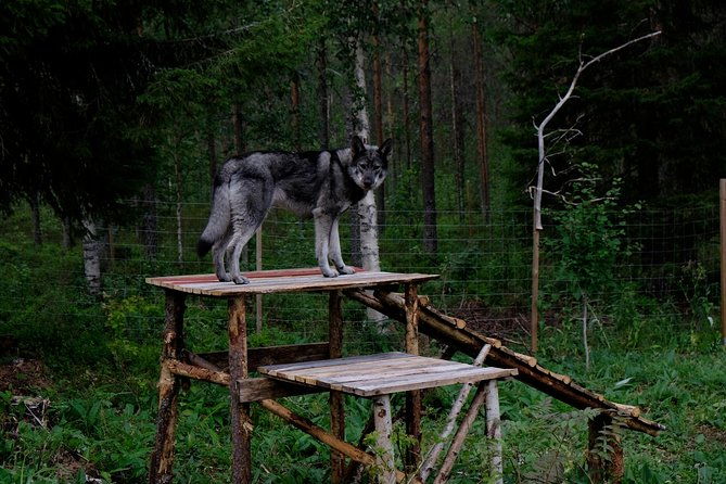 meet-taivas-the-arctic-wolves-private-tour-2